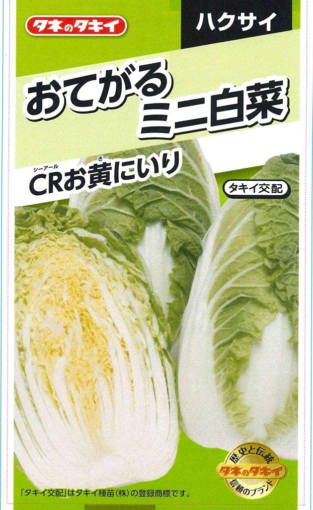 8651 タキイ種苗 おてごろミニ白菜 ＣＲお黄にいり