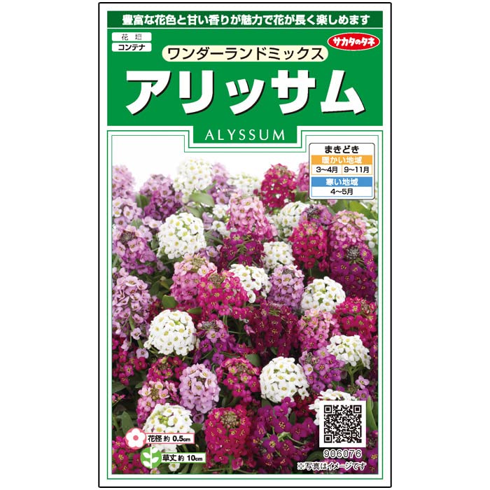 906076 サカタのタネ　実咲花6076　アリッサム ワンダーランドミックス