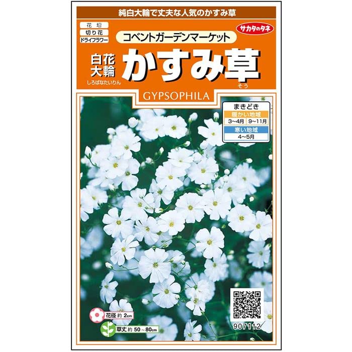 907112 サカタのタネ 実咲花7112 白花大輪かすみ草コベントガーデンマーケット