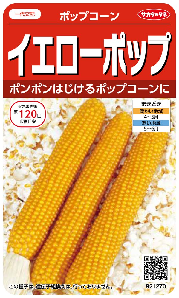 921270 サカタのタネ 実咲野菜1270 イエローポップ ポップコーン 00921270