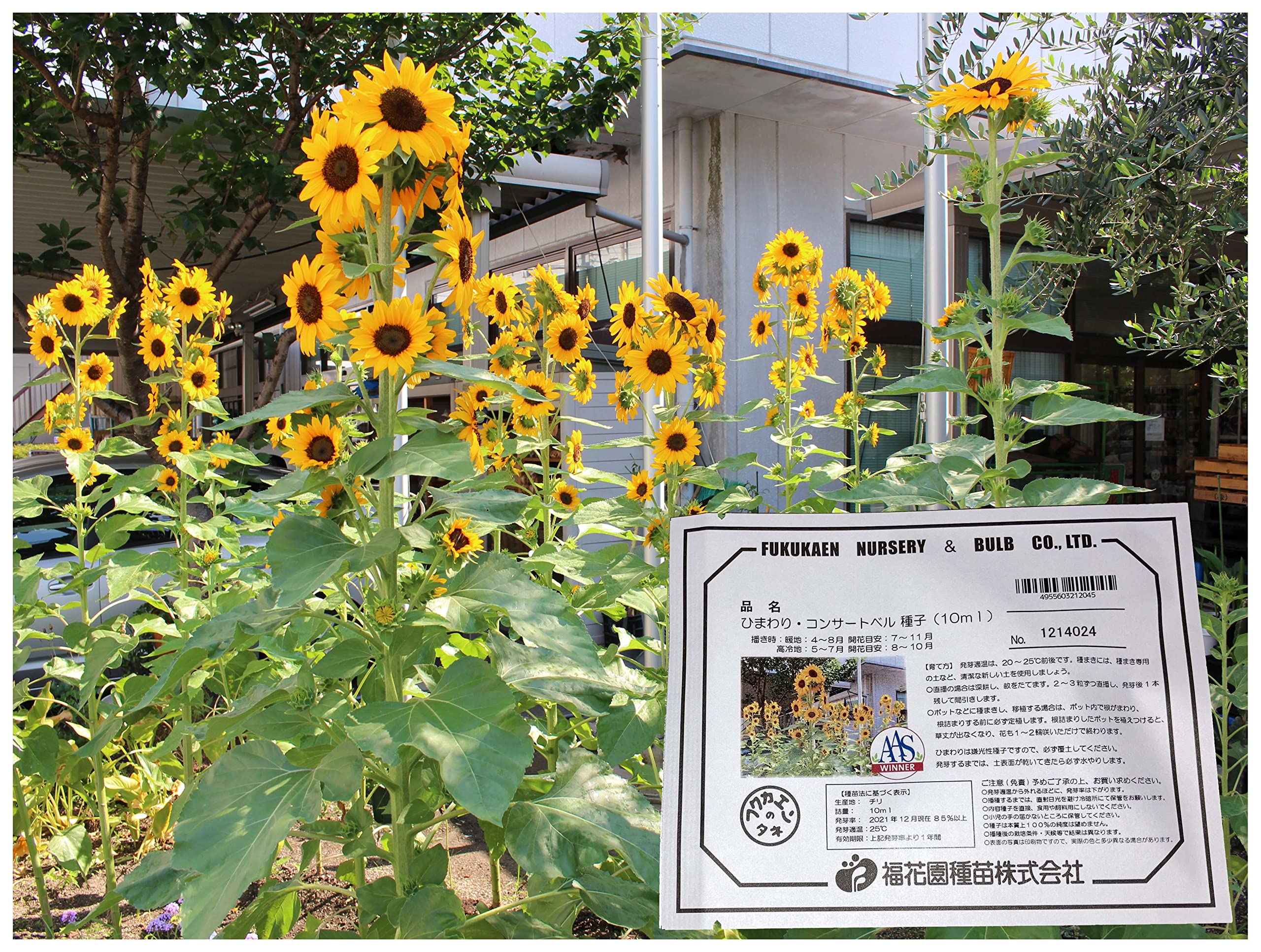 212045 福花園種苗 ひまわり『コンサートベル』 F1種子10ｍｌ詰 花色:黄色