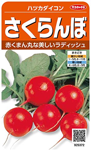 925372 サカタのタネ 実咲野菜5372 さくらんぼ ハツカダイコン 00925372