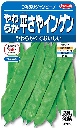 927079 サカタのタネ 実咲野菜7079 やわらか平さやインゲン つるありジャンビーノ 00927079